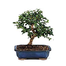  Balgat ucuz iek gnder  ithal bonsai saksi iegi  Balgat Ankara iek online iek siparii 