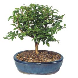  Ankara Balgat online internetten iek siparii  ithal bonsai saksi iegi  Ankara 14 ubat sevgililer gn iek 