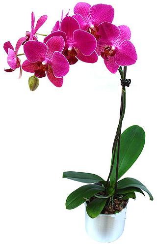  Ankara Balgat online internetten çiçek siparişi  saksi orkide çiçegi