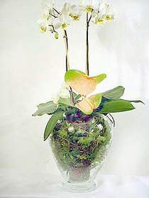 iek sat ankara balgat ieki  Cam yada mika vazoda zel orkideler