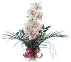  Ankara internetten çiçek satışı  Dal orkide ithal iyi kalite