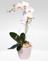 1 dallı orkide saksı çiçeği  Ankara 14 şubat sevgililer günü çiçek 