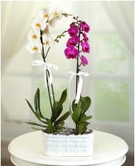 1 dal beyaz 1 dal mor yerli orkide saksıda  Ankara çiçek servisi , çiçekçi adresleri 