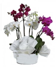 4 dal mor orkide 2 dal beyaz orkide  hediye sevgilime hediye çiçek 