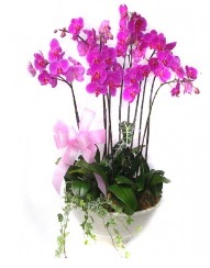 9 dal orkide saksı çiçeği  Ankara güvenli kaliteli hızlı çiçek 