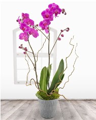 2 dallı mor orkide saksı çiçeği  Balgat  ucuz çiçek , çiçekçi , çiçekçilik 