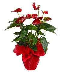 Görsel antoryum saksı çiçeği  Balgat online çiçek siparişi vermek 