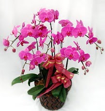 6 Dallı mor orkide çiçeği  hediye sevgilime hediye çiçek 
