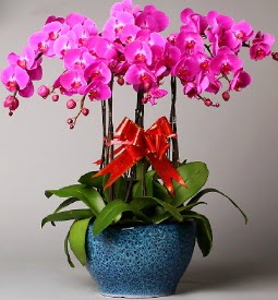 7 dallı mor orkide  çiçek mağazası , çiçekçi adresleri 