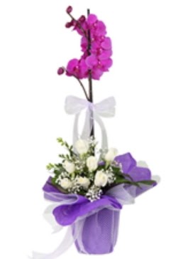 1 dal mor orkide ve 11 adet beyaz gül  Balgat Ankara çiçek online çiçek siparişi 