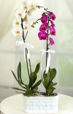 1 mor 1 dal beyaz İthal orkide sepet içerisinde  Balgat Ankara kaliteli taze ve ucuz çiçekler 