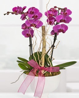 2 dallı nmor orkide  hediye sevgilime hediye çiçek 