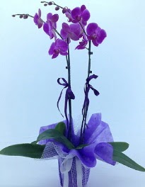 2 dallı mor orkide ww26w