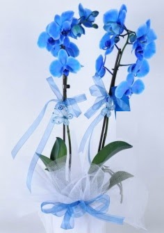 2 dallı mavi orkide  Balgat Ankara çiçek siparişi sitesi 