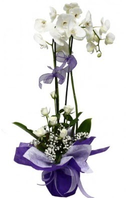 2 dallı beyaz orkide 5 adet beyaz gül  Ankara Balgat online internetten çiçek siparişi 