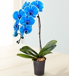 1 dallı süper eşsiz mavi orkide  Balgat Ankara kaliteli taze ve ucuz çiçekler 