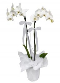 2 dallı beyaz orkide  Ankara güvenli kaliteli hızlı çiçek 