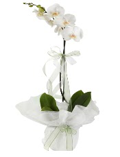 1 dal beyaz orkide iei  Balgat Ankara online iek gnderme sipari 