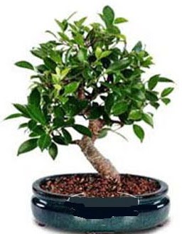 5 yanda japon aac bonsai bitkisi  hediye sevgilime hediye iek 