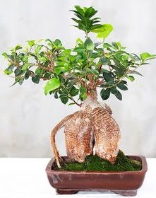 Japon ağacı bonsai saksı bitkisi  Balgat  ucuz çiçek , çiçekçi , çiçekçilik 