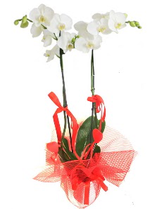 2 dallı beyaz orkide bitkisi  Balgat ucuz çiçek gönder 