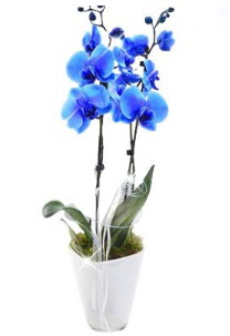 2 dallı AŞILI mavi orkide  çiçek satışı ankara balgat çiçekçi 
