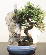 Japon ağacı bonsai saksı bitkisi satışı  Balgat Ankara çiçek siparişi sitesi 
