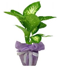 80 cm Byk boy Tropik saks bitkisi  hediye sevgilime hediye iek 