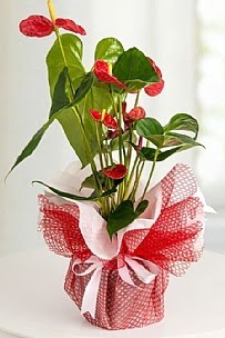Antorium saksı bitkisi  Balgat  ucuz çiçek , çiçekçi , çiçekçilik 