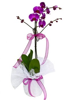 Tek dallı mor orkide  Balgat Ankara çiçek gönderme 