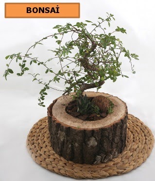 Doğal ağaç kütük içerisinde bonsai bitkisi  Ankara İnternetten çiçek siparişi 