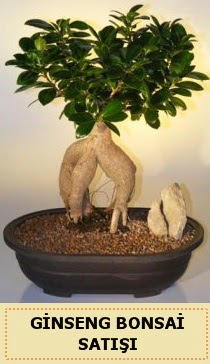 thal Ginseng bonsai sat japon aac  Ankara internetten iek sat 