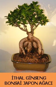 thal japon aac ginseng bonsai sat  balgat iek siparii Ankara iek yolla 