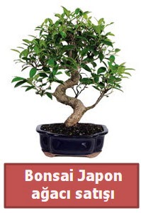 Japon aac bonsai sat  Ankara internetten iek sat 