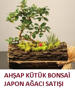 Ahşap kütük içerisinde bonsai ve 3 kaktüs  Ankara Balgat online internetten çiçek siparişi 