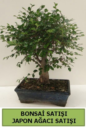 Minyatr bonsai japon aac sat  Ankara nternetten iek siparii 