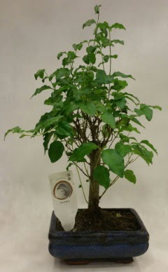 Minyatr bonsai japon aac sat  Balgat Ankara iek gnderme 