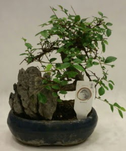 İthal 1.ci kalite bonsai japon ağacı  çiçek satışı ankara balgat çiçekçi 
