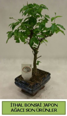 thal bonsai japon aac bitkisi  Balgat Ankara anneler gn iek yolla 