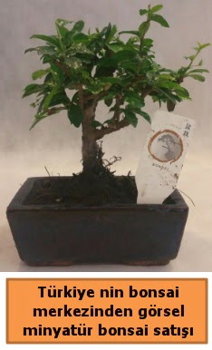 Japon aac bonsai sat ithal grsel  Balgat online ieki telefonlar 