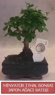 Kk grsel bonsai japon aac bitkisi  Ankara iekiler hediye iek yolla 