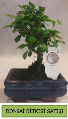 Bonsai ithal görsel minyatür japon ağacı  Balgat  ucuz çiçek , çiçekçi , çiçekçilik 