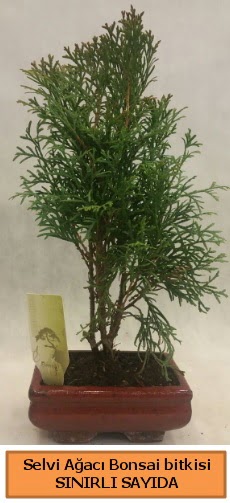 Selvi ağacı bonsai japon ağacı bitkisi  çiçek satışı ankara balgat çiçekçi 