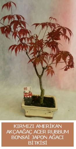 Amerikan akçaağaç Acer Rubrum bonsai  Balgat ucuz çiçek gönder 