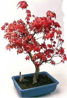 Amerikan akaaa bonsai bitkisi  Balgat online ieki telefonlar 