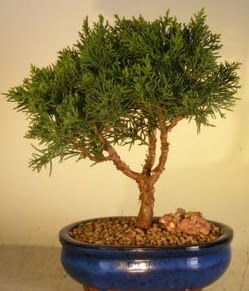Servi am bonsai japon aac bitkisi  Balgat online ieki telefonlar 