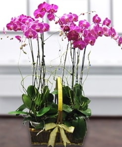 7 dallı mor lila orkide  Ankara İnternetten çiçek siparişi 