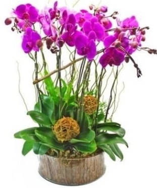Ahap ktkte lila mor orkide 8 li  Balgat Ankara iek siparii sitesi 