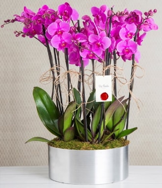 11 dall mor orkide metal vazoda  Ankara nternetten iek siparii 