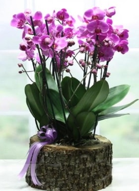 Ktk ierisinde 6 dall mor orkide  Balgat  ucuz iek , ieki , iekilik 